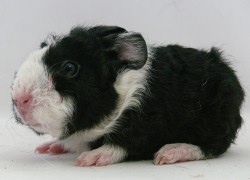 file:///home/bigi/Desktop/cobaya/images/Internetbilder/Tatyarl.JPG