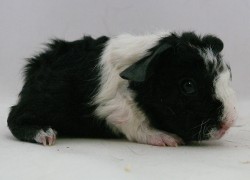 file:///home/bigi/Desktop/cobaya/images/Internetbilder/Tatyarr.JPG