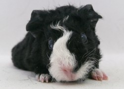 file:///home/bigi/Desktop/cobaya/images/Internetbilder/Theodred.JPG