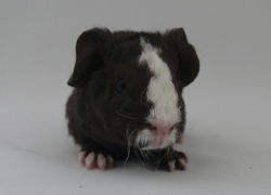 file:///home/bigi/Desktop/cobaya/images/Internetbilder/Thorin.JPG