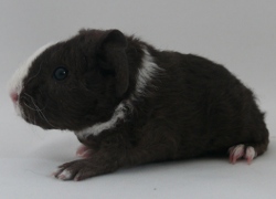 file:///home/bigi/Desktop/cobaya/images/Internetbilder/Thorinl.JPG