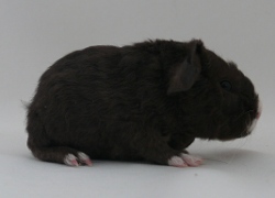 file:///home/bigi/Desktop/cobaya/images/Internetbilder/Thorinr.JPG