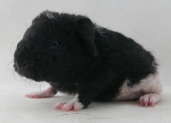 file:///home/bigi/Desktop/cobaya/images/Internetbilder/Udunl.JPG