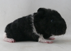 file:///home/bigi/Desktop/cobaya/images/Internetbilder/Udunr.JPG