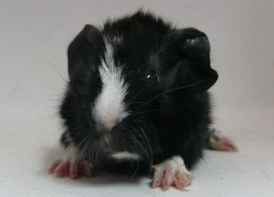 file:///home/bigi/Desktop/cobaya/images/Internetbilder/Ugluk.JPG