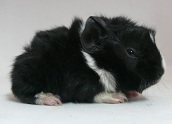 file:///home/bigi/Desktop/cobaya/images/Internetbilder/Uglukr.JPG