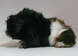 file:///home/bigi/Desktop/cobaya/images/Internetbilder/Uineniell.JPG