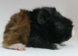 file:///home/bigi/Desktop/cobaya/images/Internetbilder/Uinenielr.JPG
