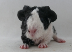 file:///home/bigi/Desktop/cobaya/images/Internetbilder/Undomiel.2.JPG