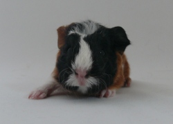 file:///home/bigi/Desktop/cobaya/images/Internetbilder/Undomiel.JPG