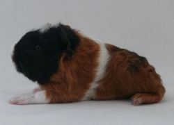 file:///home/bigi/Desktop/cobaya/images/Internetbilder/Undomiell.JPG