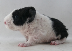 file:///home/bigi/Desktop/cobaya/images/Internetbilder/Undomiell2.JPG