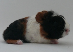 file:///home/bigi/Desktop/cobaya/images/Internetbilder/Undomielr.JPG