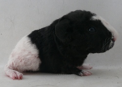 file:///home/bigi/Desktop/cobaya/images/Internetbilder/Urimer.JPG