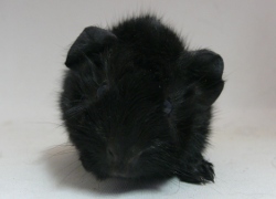 file:///home/bigi/Desktop/cobaya/images/Internetbilder/Urmel.JPG