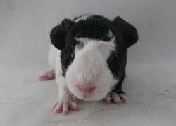 file:///home/bigi/Desktop/cobaya/images/Internetbilder/Urwen.JPG
