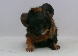 file:///home/bigi/Desktop/cobaya/images/Internetbilder/Valandil.JPG