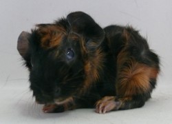 file:///home/bigi/Desktop/cobaya/images/Internetbilder/Valandill.JPG