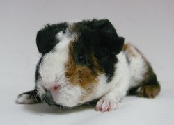 file:///home/bigi/Desktop/cobaya/images/Internetbilder/Vana.JPG