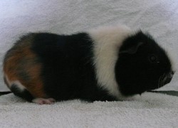 file:///home/bigi/Desktop/cobaya/images/Internetbilder/Vanalgn.JPG