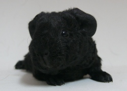 file:///home/bigi/Desktop/cobaya/images/Internetbilder/Vilya.JPG