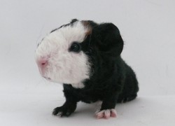 file:///home/bigi/Desktop/cobaya/images/Internetbilder/Walda.JPG