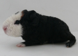 file:///home/bigi/Desktop/cobaya/images/Internetbilder/Waldal.JPG