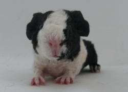 file:///home/bigi/Desktop/cobaya/images/Internetbilder/Weidenwinde.JPG