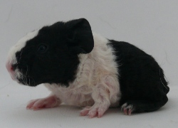 file:///home/bigi/Desktop/cobaya/images/Internetbilder/Weidenwindel.JPG