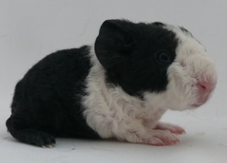 file:///home/bigi/Desktop/cobaya/images/Internetbilder/Weidenwinder.JPG