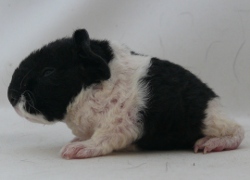 file:///home/bigi/Desktop/cobaya/images/Internetbilder/Westfoldl.JPG