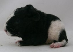 file:///home/bigi/Desktop/cobaya/images/Internetbilder/Widfaral.JPG