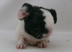 file:///home/bigi/Desktop/cobaya/images/Internetbilder/Wilwarin.JPG