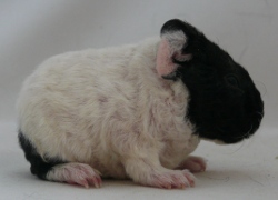 file:///home/bigi/Desktop/cobaya/images/Internetbilder/Wilwarinr.JPG