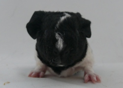 file:///home/bigi/Desktop/cobaya/images/Internetbilder/Windan.JPG