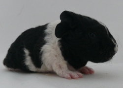 file:///home/bigi/Desktop/cobaya/images/Internetbilder/Windanr.JPG