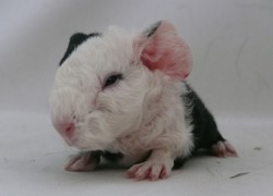 file:///home/bigi/Desktop/cobaya/images/Internetbilder/Wingildi.JPG