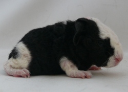 file:///home/bigi/Desktop/cobaya/images/Internetbilder/Wingildir.JPG