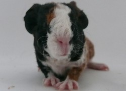 file:///home/bigi/Desktop/cobaya/images/Internetbilder/Witch.JPG