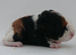 file:///home/bigi/Desktop/cobaya/images/Internetbilder/Witchr.JPG