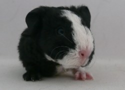 file:///home/bigi/Desktop/cobaya/images/Internetbilder/Xandra.JPG