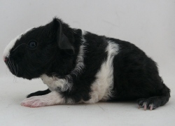 file:///home/bigi/Desktop/cobaya/images/Internetbilder/Xandral.JPG