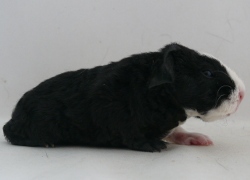 file:///home/bigi/Desktop/cobaya/images/Internetbilder/Xandrar.JPG