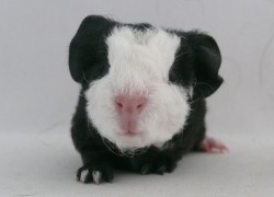 file:///home/bigi/Desktop/cobaya/images/Internetbilder/Xavi.JPG