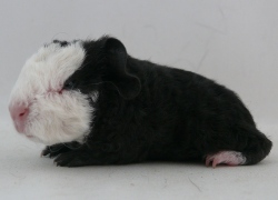 file:///home/bigi/Desktop/cobaya/images/Internetbilder/Xavil.JPG