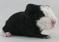 file:///home/bigi/Desktop/cobaya/images/Internetbilder/Xavir.JPG