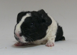 file:///home/bigi/Desktop/cobaya/images/Internetbilder/Xenophilus.JPG