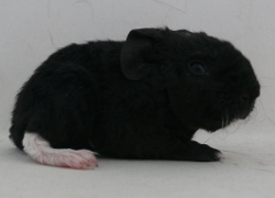 file:///home/bigi/Desktop/cobaya/images/Internetbilder/Xenoxr.JPG