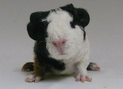 file:///home/bigi/Desktop/cobaya/images/Internetbilder/Xieger.JPG