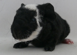 file:///home/bigi/Desktop/cobaya/images/Internetbilder/Xylon.JPG